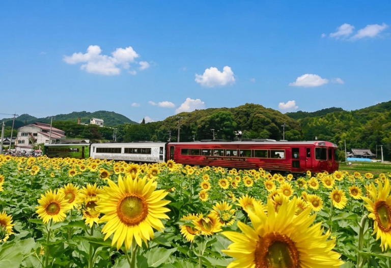 25万本のひまわり畑を駆け抜ける！観光列車「四国まんなか千年ものがたり ひまわり紀行」が今年も運行するみたい。限定スイーツ＆ドリンクも可愛すぎる♪
