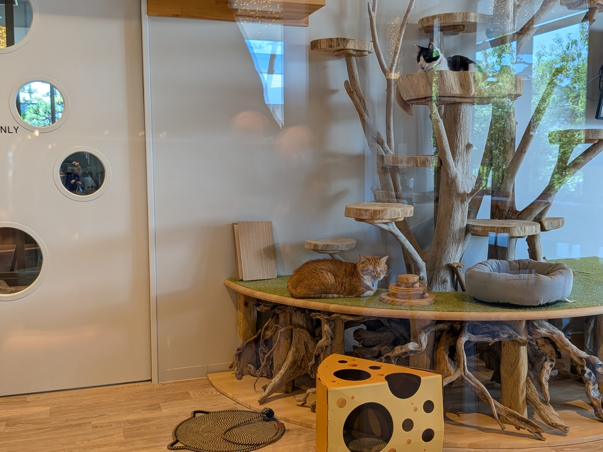 坂出市本町 本町一丁目カフェ 猫パーク