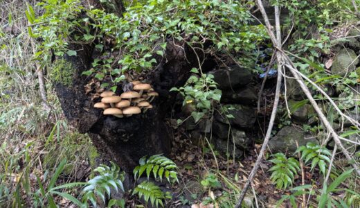 「香川は大丈夫」じゃなかった…！台風6号で中讃地区にも大きな爪痕。飯野山の道路が川に!?新しくなった警報の表記も解説