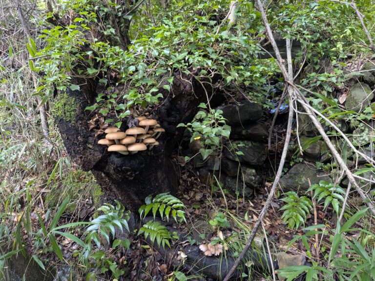 「香川は大丈夫」じゃなかった…！台風6号で中讃地区にも大きな爪痕。飯野山の道路が川に!?新しくなった警報の表記も解説