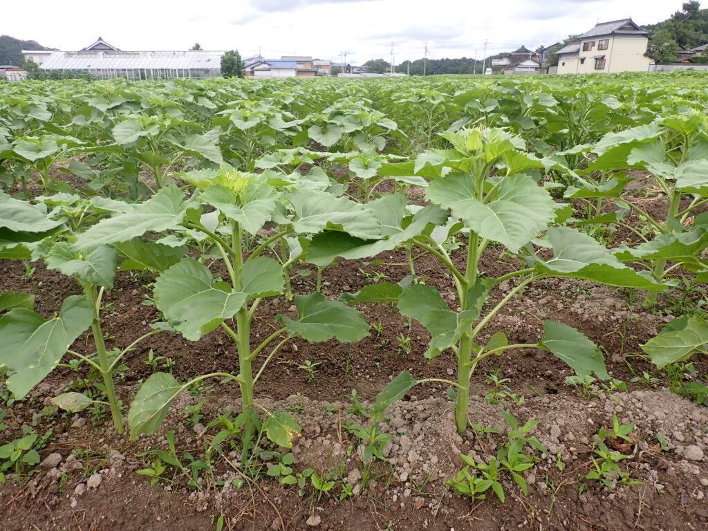 まんのう町 まんのうひまわりまつり