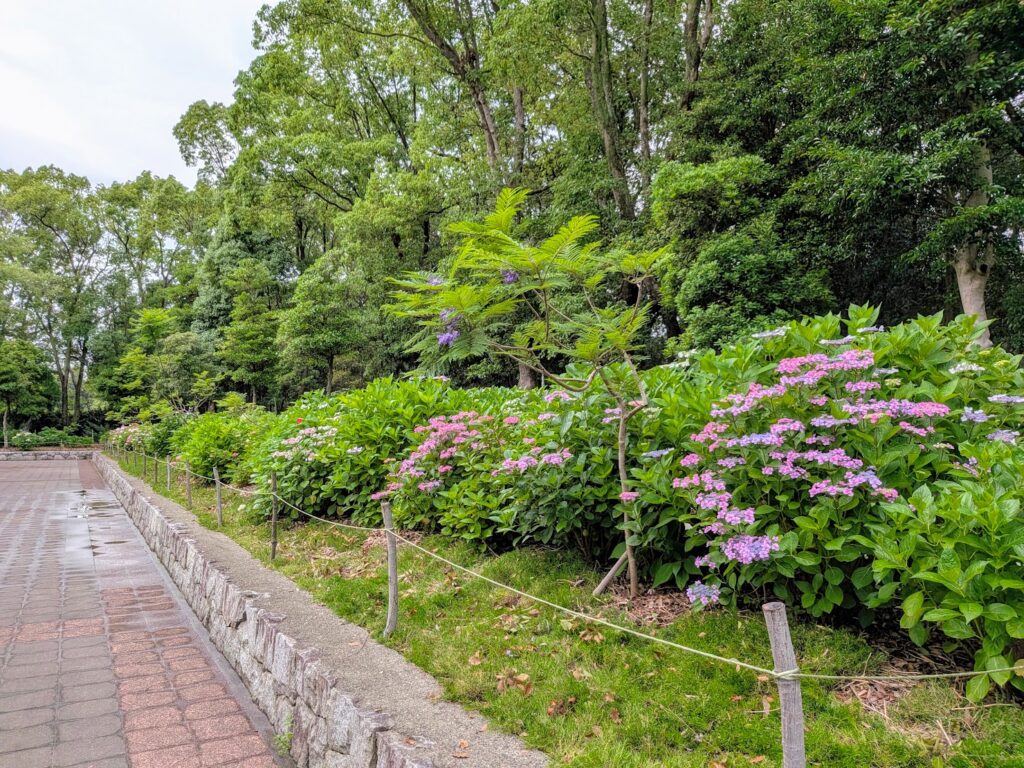 坂出市 番の州公園の紫陽花とジャカランダ