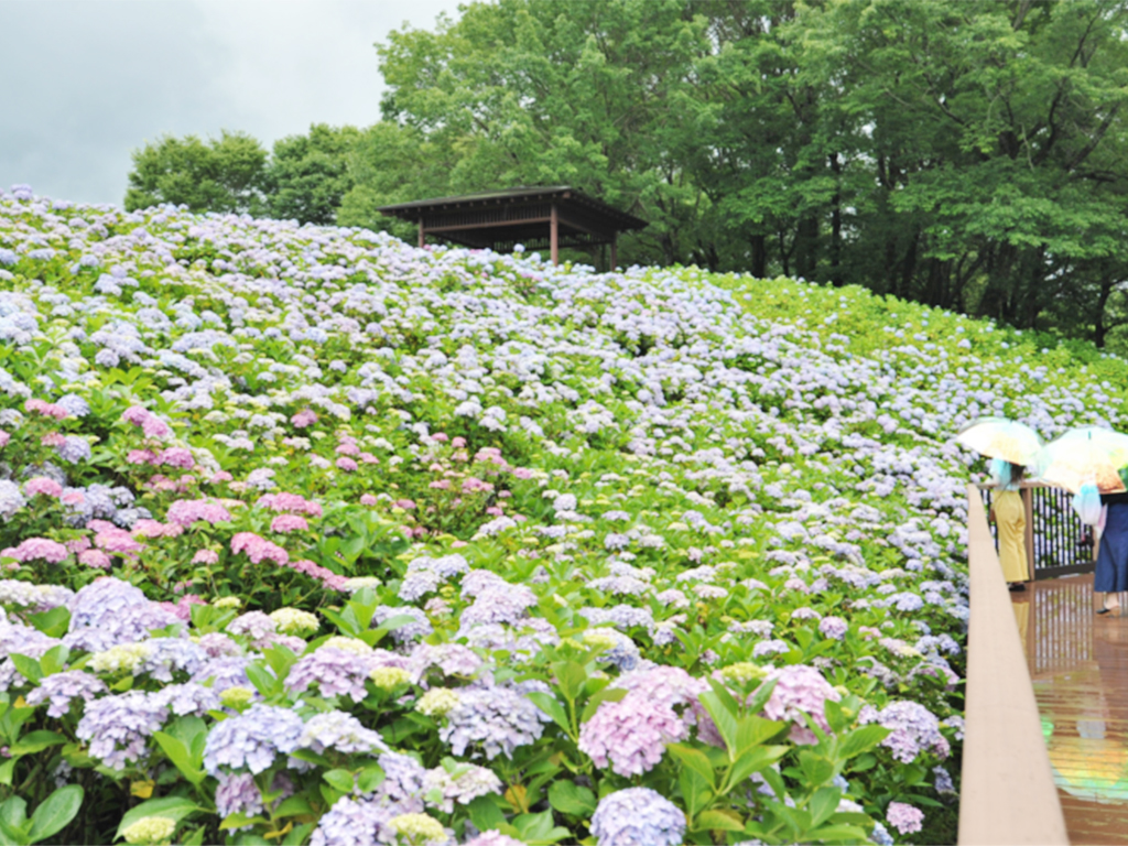 国営讃岐まんのう公園 あじさいまつり あじさい苑