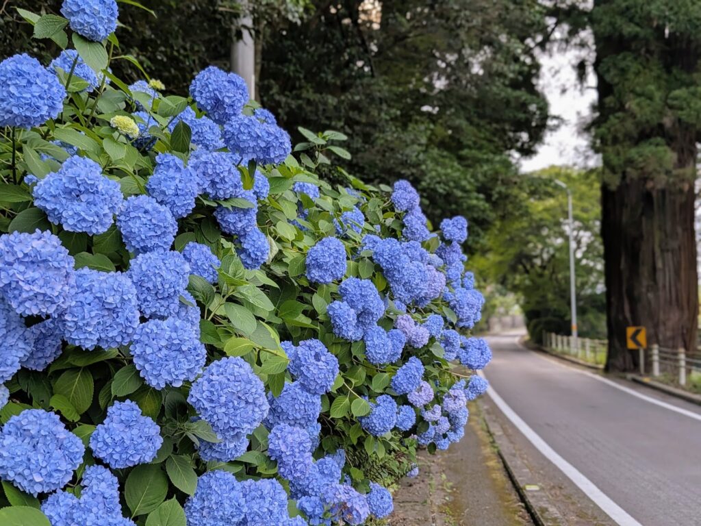 まんのう町 天川神社の三本杉 紫陽花