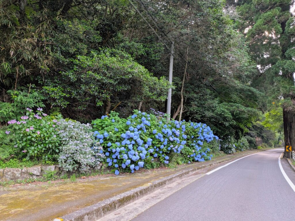 まんのう町 天川神社の三本杉 紫陽花