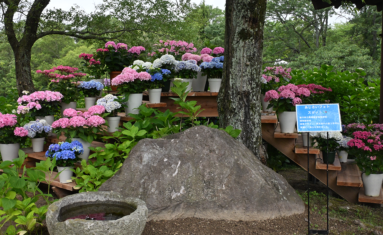 国営讃岐まんのう公園 あじさいまつり フォトスポット