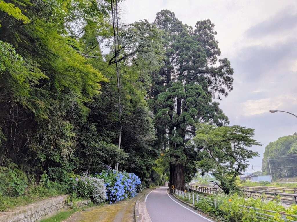 まんのう町 天川神社の三本杉 紫陽花