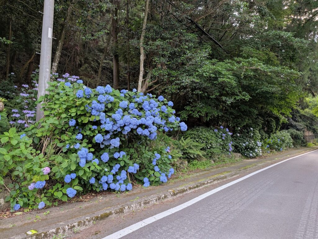 まんのう町 天川神社の三本杉 紫陽花