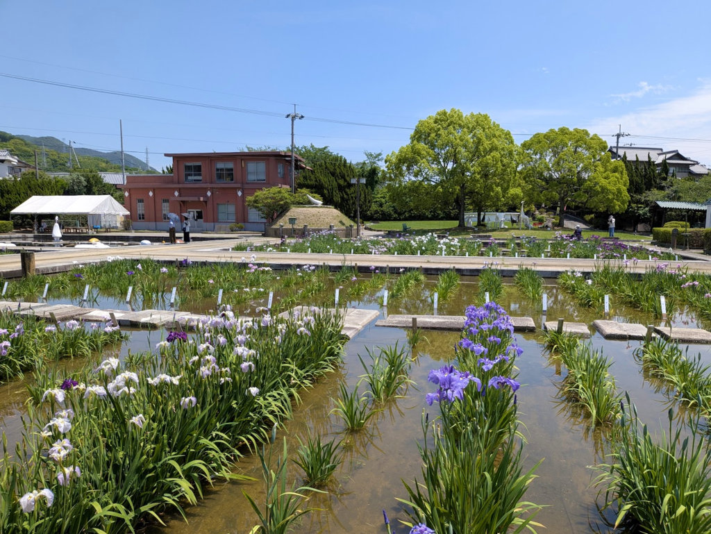 坂出市 かわつ花菖蒲園