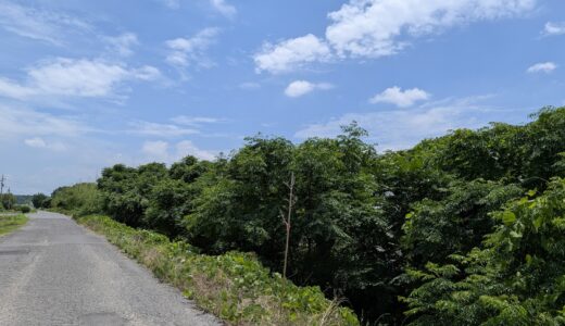 街灯、公園の木、工事現場、そして今度は草むらの竹!? あちこちで見かける「謎のピンクの紐」をまた発見！