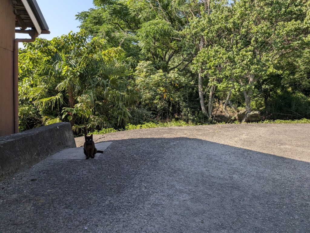坂出市加茂町の箱罠の側にいた黒猫
