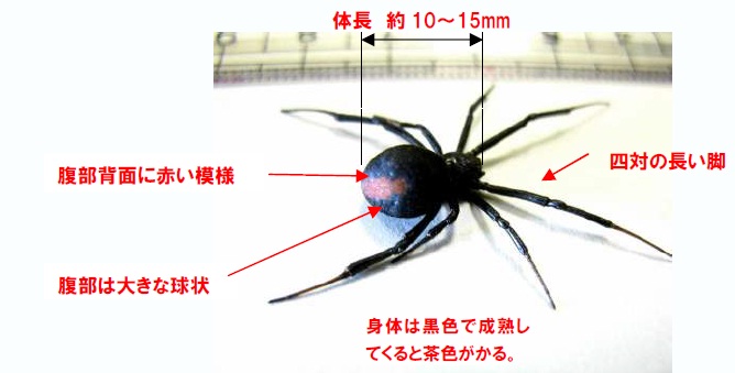 セアカゴケグモにご注意
