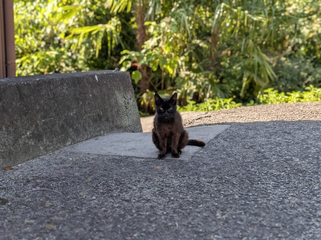坂出市加茂町の箱罠の側にいた黒猫
