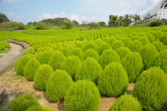 まんのう公園 コキア
