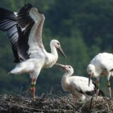 まんのう町 コウノトリ