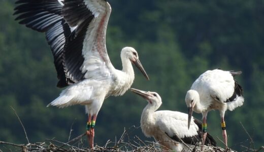 まんのう町で生まれたコウノトリ3羽の愛称決定！地元っ子が付けた素敵な名前と由来にほっこり♪
