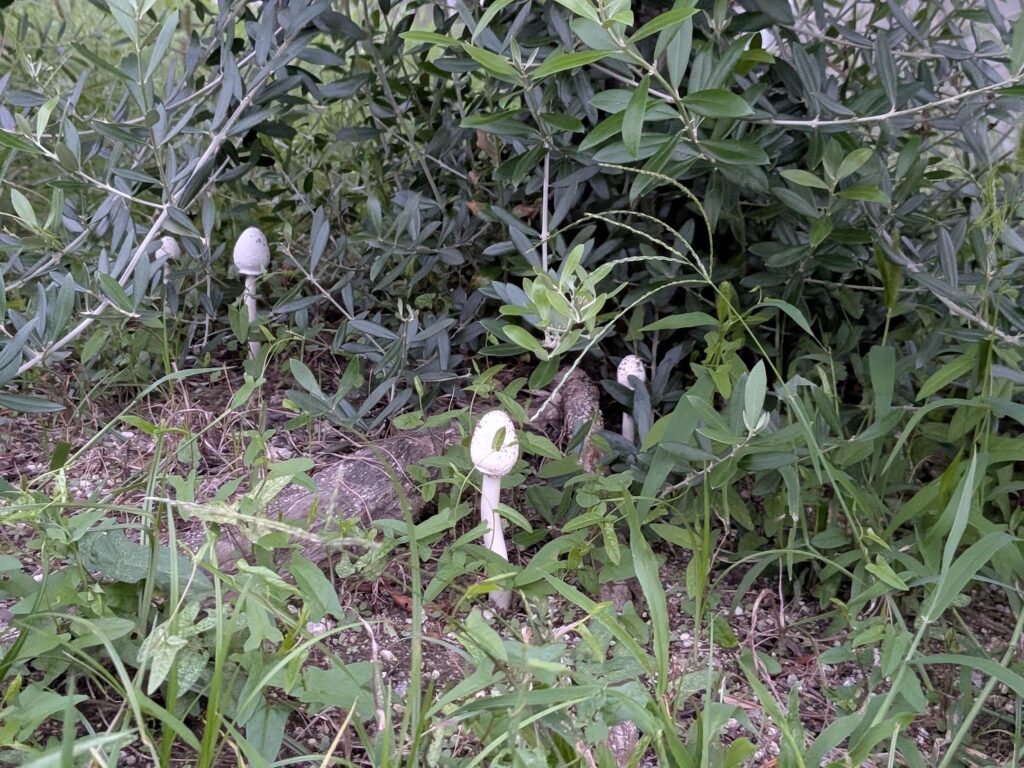 うたづ臨海公園のキノコ