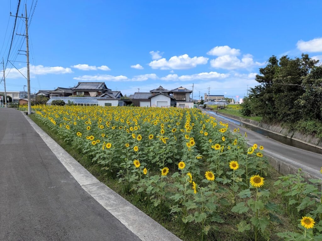 まんのう町 ひまわり
