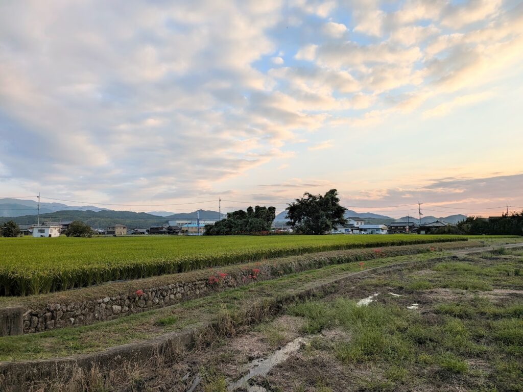 まんのう町 彼岸花