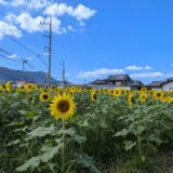 まんのう町 ひまわり