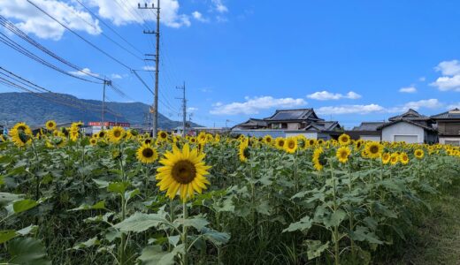 【まんのう町】9月に黄色い絨毯！マルナカ向かい＆ローソン横に咲く「季節外れのひまわり」を見に行ってきた