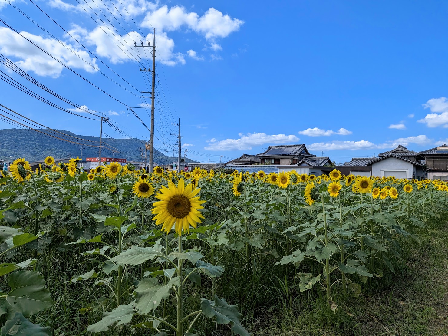 まんのう町 ひまわり