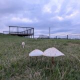 うたづ臨海公園のキノコ