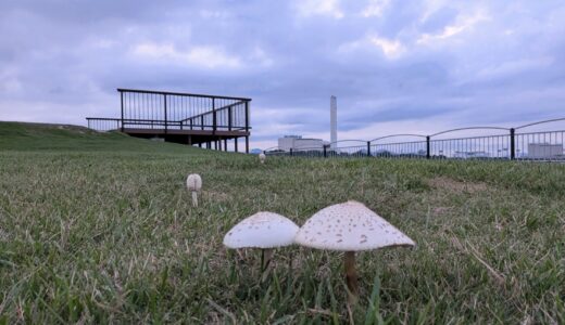 また出た！ニュースで話題の「あのキノコ」がうたづ臨海公園にも発生・・・