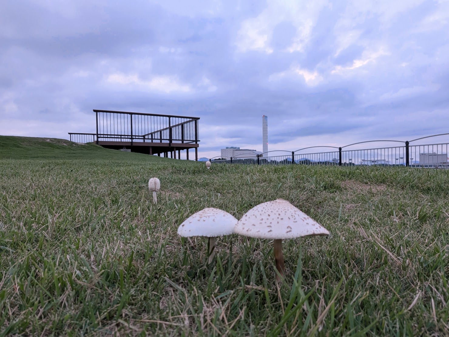 うたづ臨海公園のキノコ