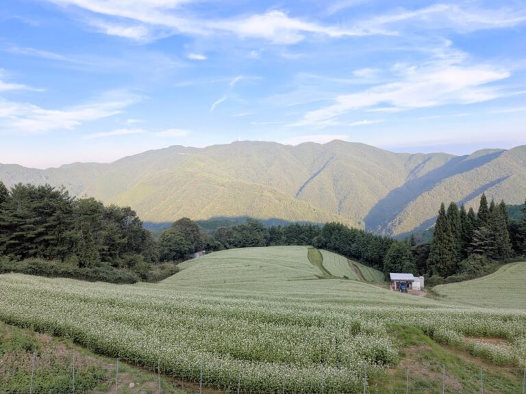 標高約900mの絶景そば畑！まんのう町「島ケ峰」でソバの花が見頃＆限定手打ちそばも9月30日(水)まで