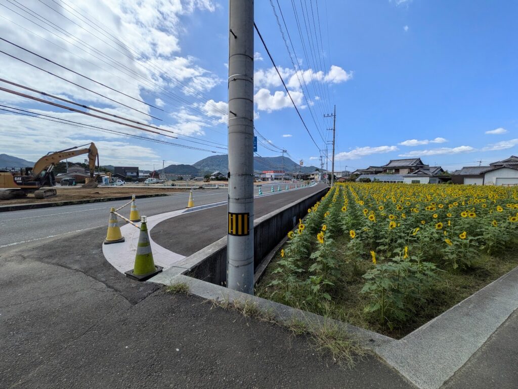 まんのう町 ひまわり