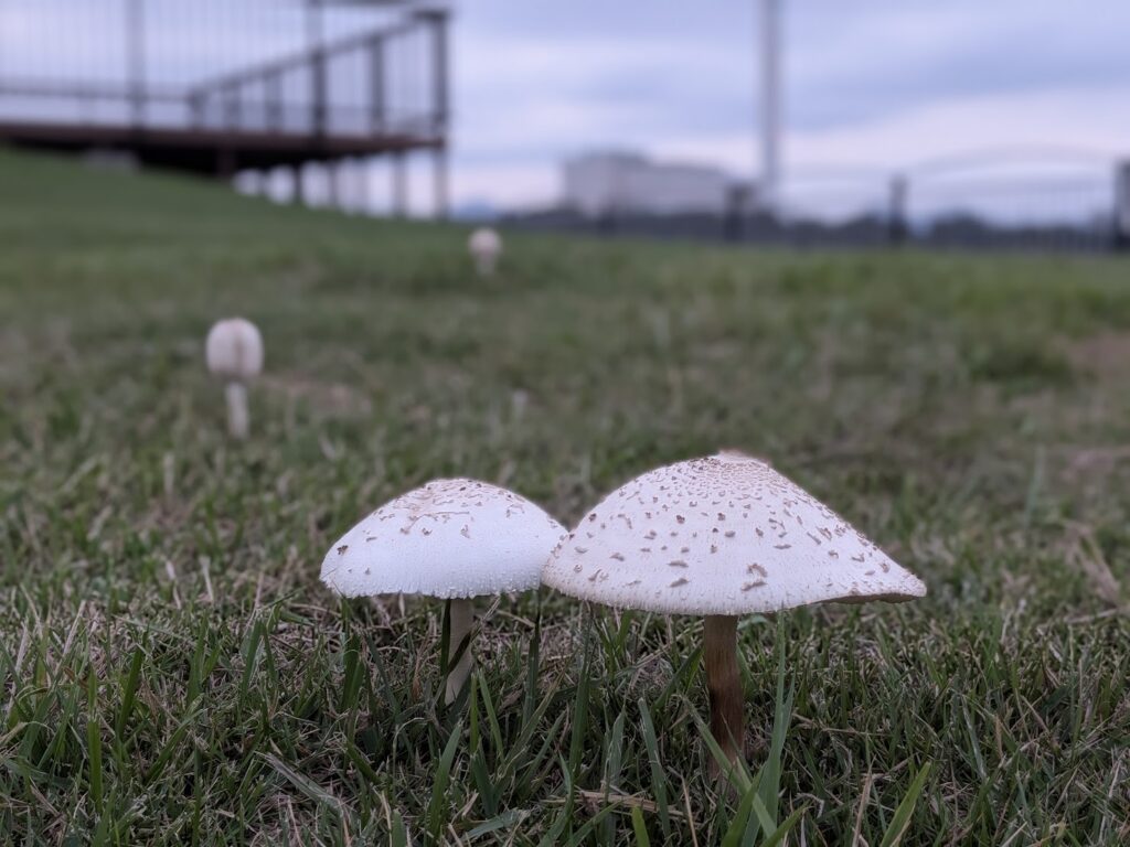 うたづ臨海公園のキノコ