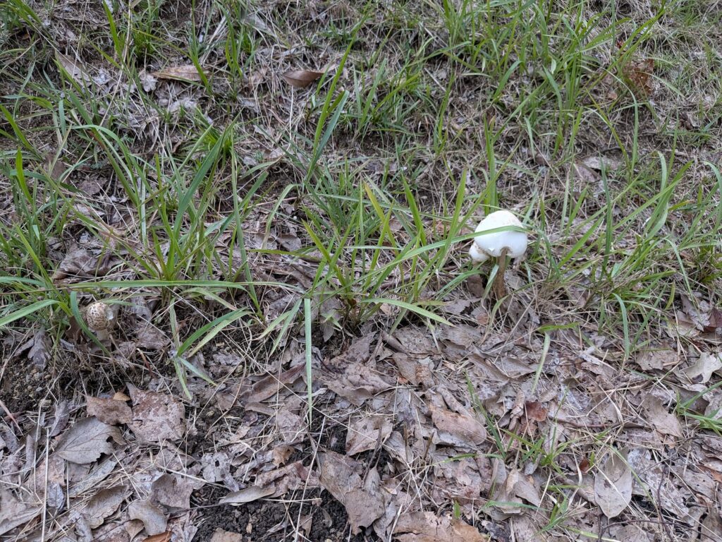 丸亀市総合運動公園 まるみらい広場のきのこ