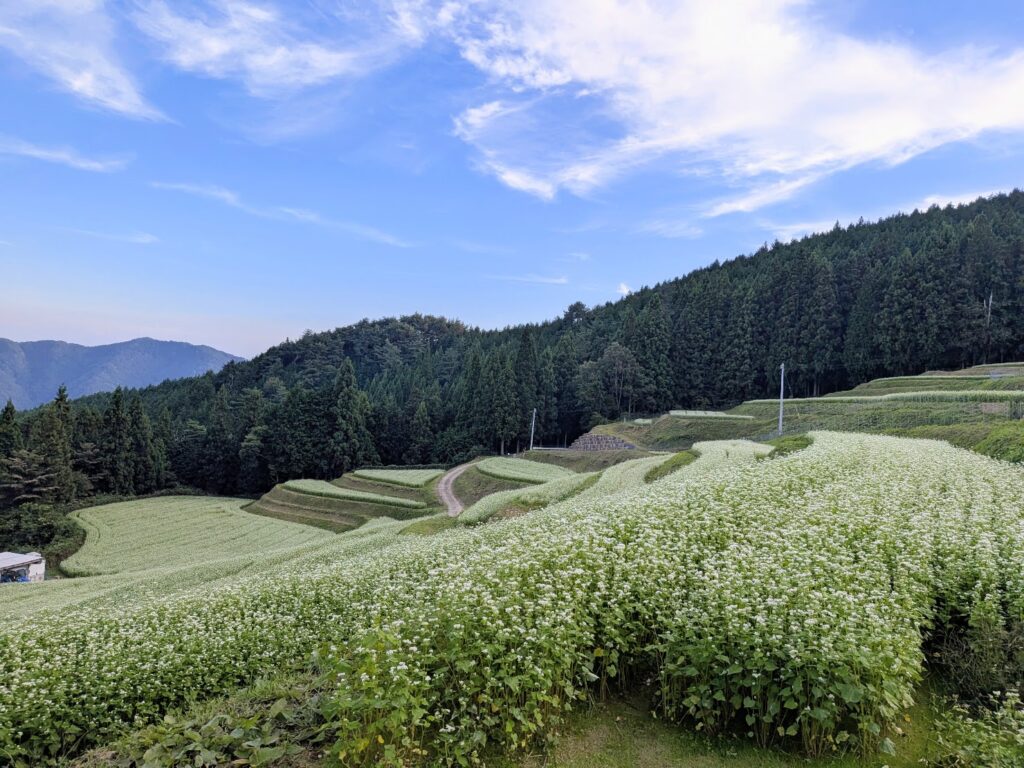 まんのう町 島ケ峰