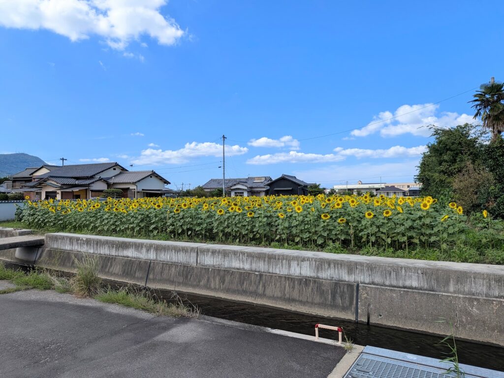 まんのう町 ひまわり