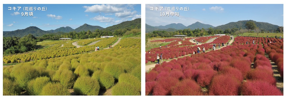 国営讃岐まんのう公園 秋のコキア