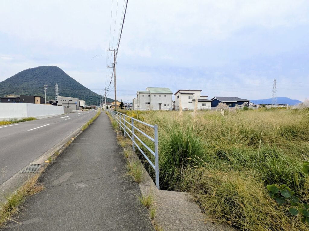 丸亀市飯野町 パンパスグラス