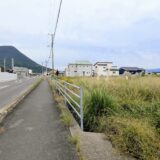 丸亀市飯野町 パンパスグラス