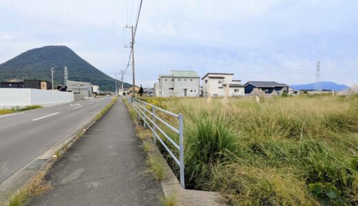 飯野山が見えるあの場所で…！2024年の工事でなくなったはずのパンパスグラスがこっそり息を吹き返していた