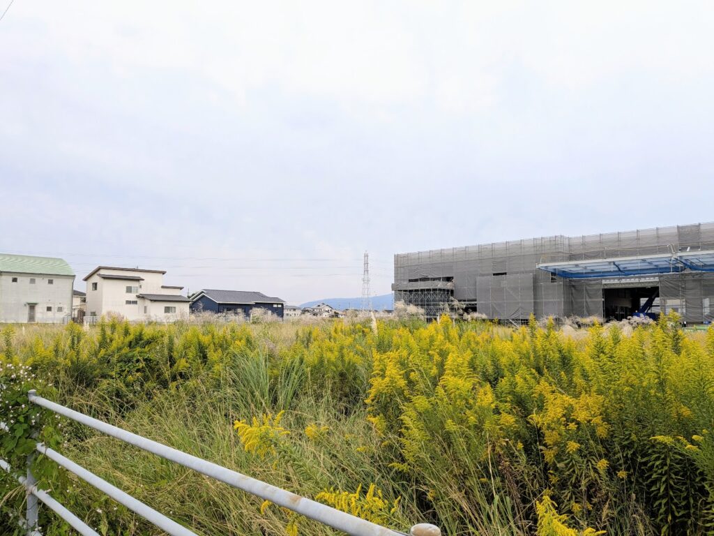 丸亀市飯野町 パンパスグラス