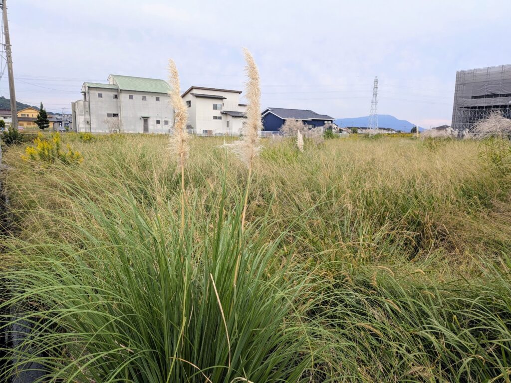 丸亀市飯野町 パンパスグラス