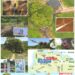 坂出市王越町 王越とんぼランド チラシ